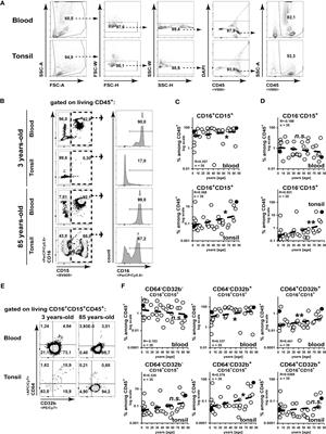 Age-related changes of the innate immune system of the palatine tonsil in a healthy cohort